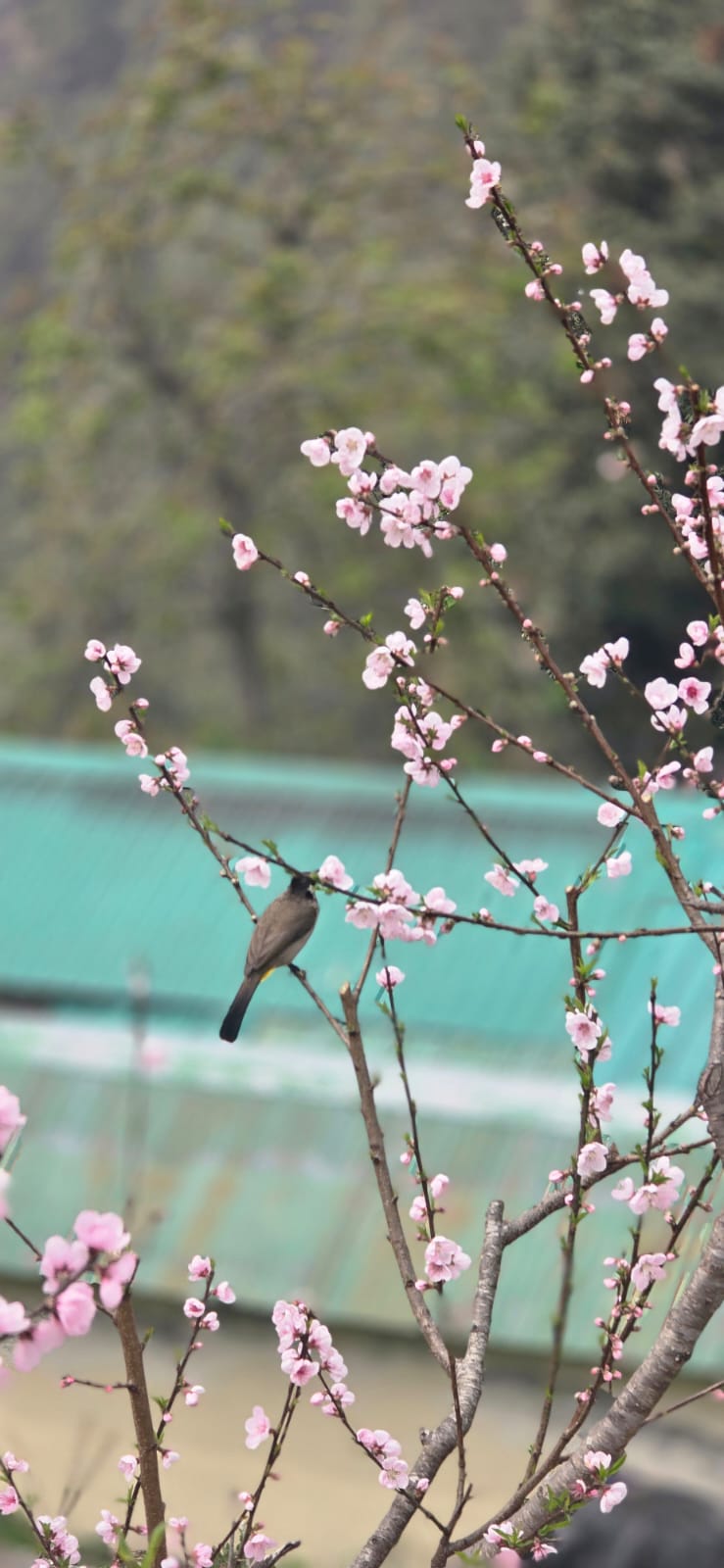 Valley View Retreat Nainital